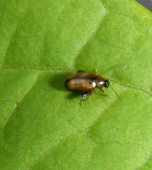 Potato Flea Beetle - photo 4
