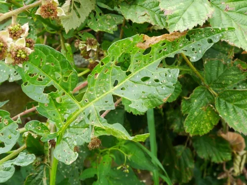 Potato Flea Beetle - photo 5
