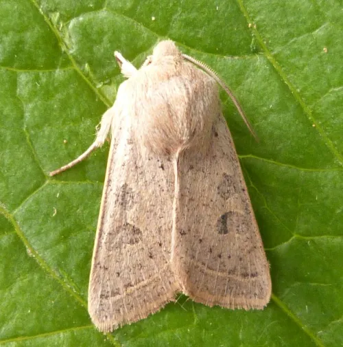 Powdered Quaker - Orthosia gracilis
