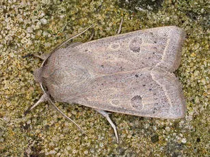 Powdered Quaker - photo 2