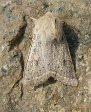 Powdered Quaker - photo 8