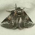 Praeschausia zapata - Hodges#8001