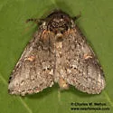 Praeschausia zapata - Hodges#8001 - photo 2