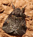 Praeschausia zapata - Hodges#8001 - photo 4