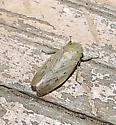 Prairiana dualis