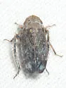 Prairiana dualis - photo 4