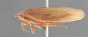 Prairiana fraterna