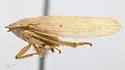 Prairiana globosa