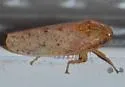 Ringspot Leafhopper