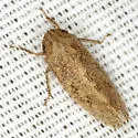 Ringspot Leafhopper - photo 2