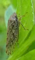 Ringspot Leafhopper - photo 3
