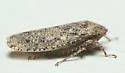 Ringspot Leafhopper - photo 4