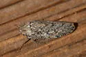 Ringspot Leafhopper - photo 5