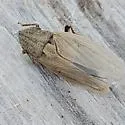 Prairiana kansana