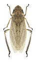Prairiana kansana - photo 3