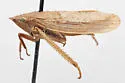 Prairiana kansana - photo 4