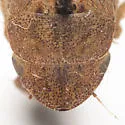 Prairiana kansana - photo 5
