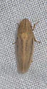 Prairiana latens