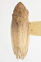 Prairiana latens - photo 3