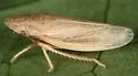 Prairiana ponderosa longiora
