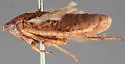 Prairiana miliaris - Prairiana miliaris