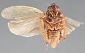 Prairiana miliaris - photo 3