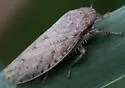 Prairiana miliaris - photo 4