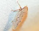 Prairiana miliaris - photo 5