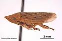 Prairiana moneta - Prairiana moneta