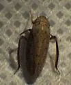 Prairiana negotiosa - photo 2