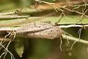 Prairiana negotiosa - photo 4