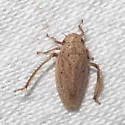 Prairiana negotiosa - photo 5
