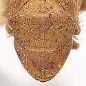 Prairiana orizaba - photo 3