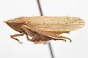 Prairiana ponderosa
