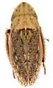 Prairiana sidana