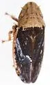 Prairiana sidana - photo 4
