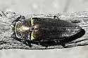 Prasinalia imperialis - photo 3