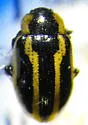 Prasocuris boreella