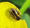 Prasocuris boreella - photo 5