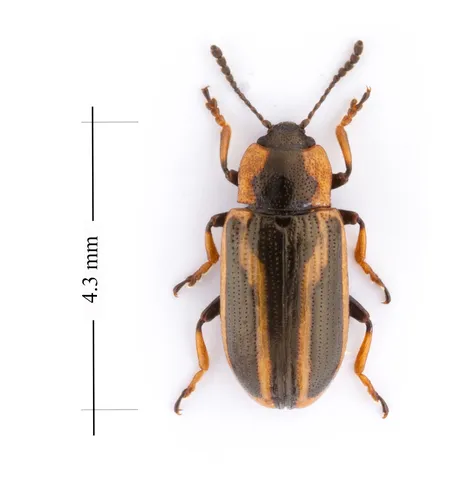 Banded Leaf Beetle - photo 2