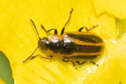 Banded Leaf Beetle - photo 3