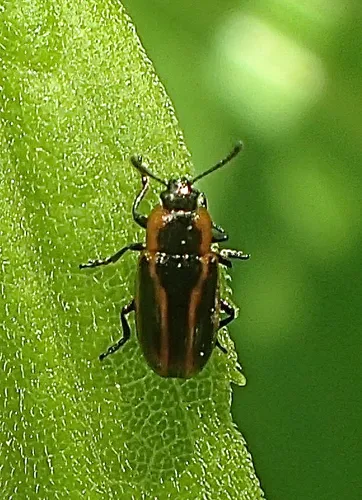 Banded Leaf Beetle - photo 4