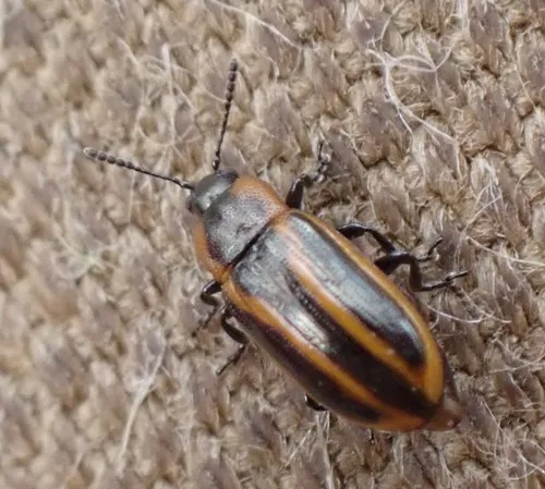 Banded Leaf Beetle - photo 5