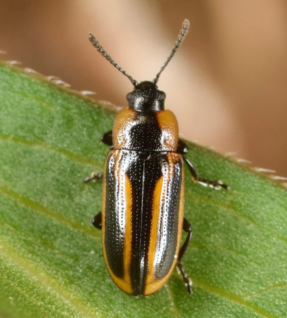 Banded Leaf Beetle - photo 6