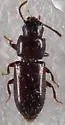 Prateus fusculus - photo 2