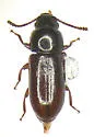Prateus fusculus - photo 3