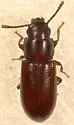 Prateus fusculus - photo 4