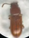 Prateus fusculus - photo 5
