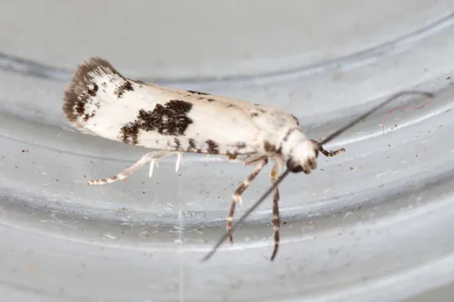 False Ermine Moths - Praydidae