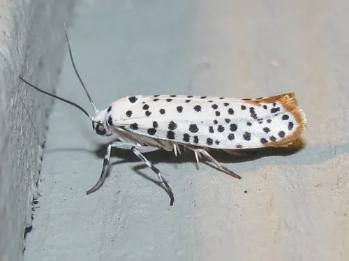 Hop-tree Borer Moth - Hodges#2416